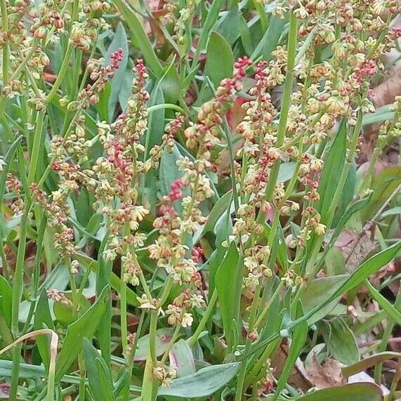 Rumex acetosella Habit