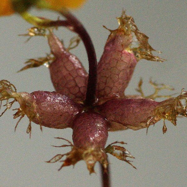 Utricularia foliosa Fruit