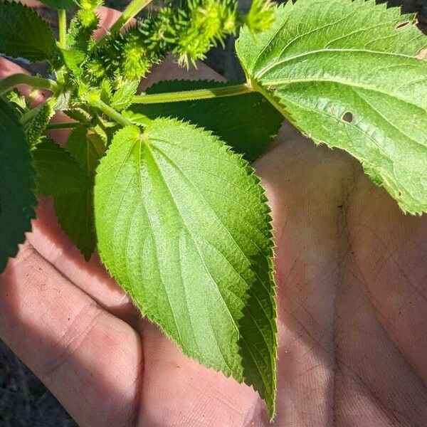 Acalypha setosa पत्ता