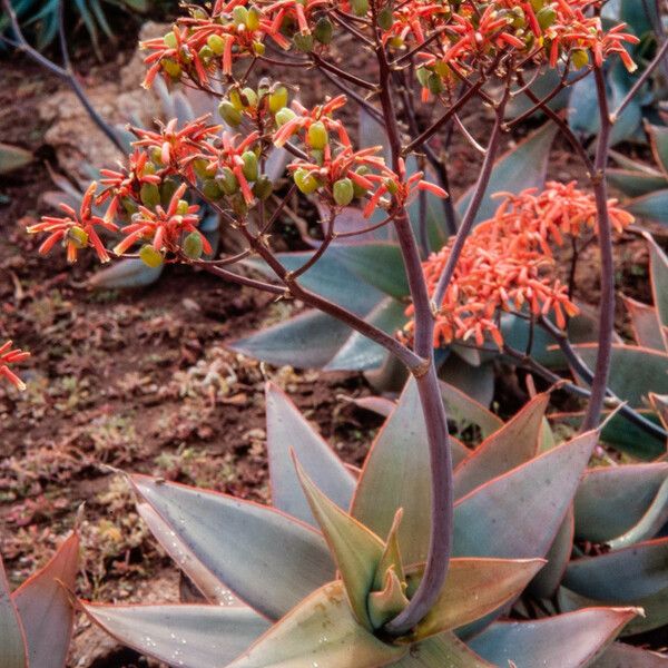 Aloe striata Habit