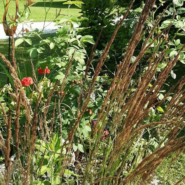 Calamagrostis epigejos Blomma