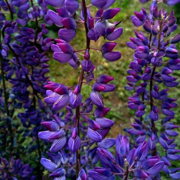 Lupinus perennis Blomma