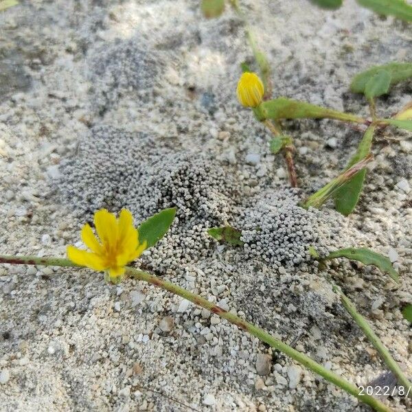 Launaea sarmentosa Fiore