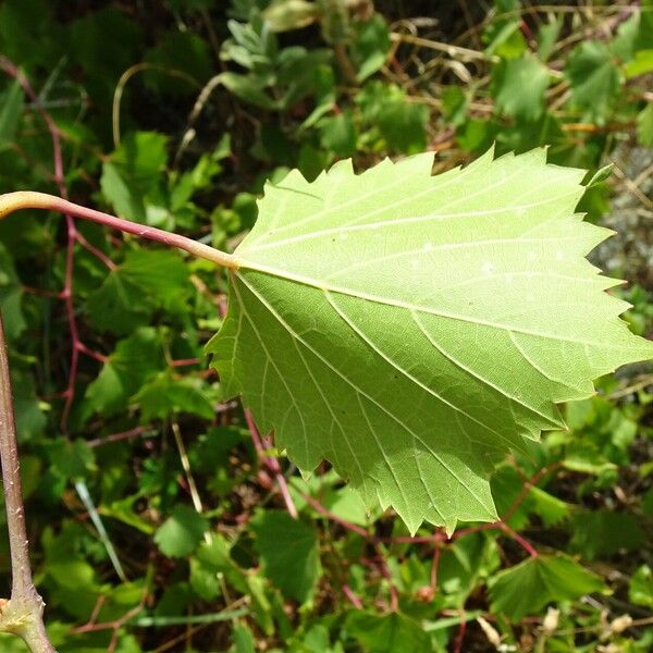 Vitis rupestris Φύλλο