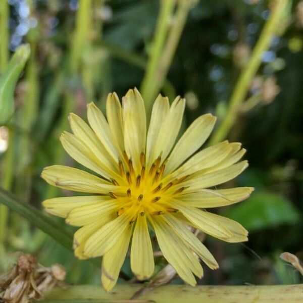 Lactuca indica Flower