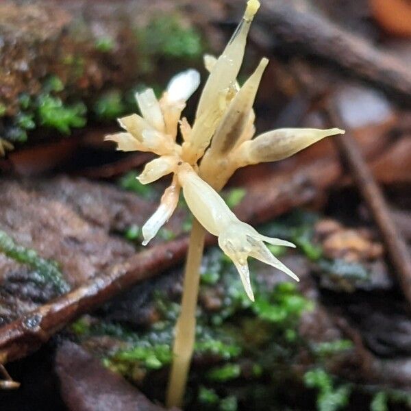 Voyria corymbosa Flower