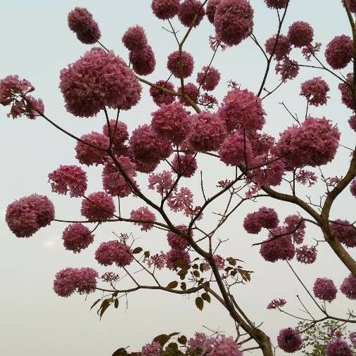 Tabebuia rosea Habitus