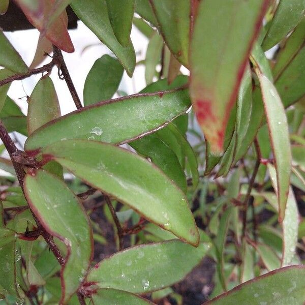 Begonia capillipes Blad