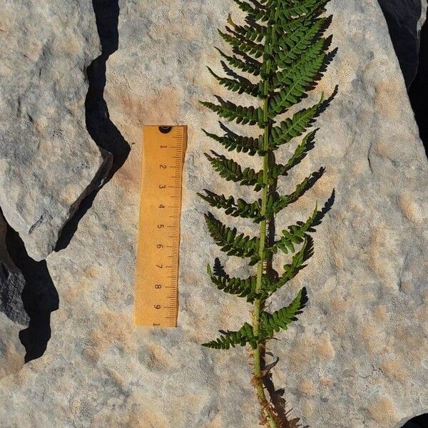 Dryopteris villarii Leaf