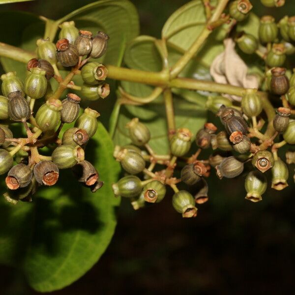 Adelobotrys adscendens Fruit