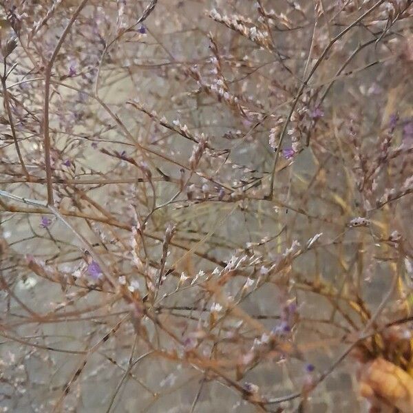 Limonium echioides Flower