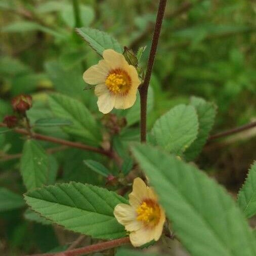 Sida rhombifolia Flor