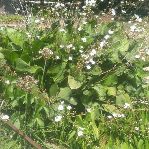 Aquarius cordifolius Habit