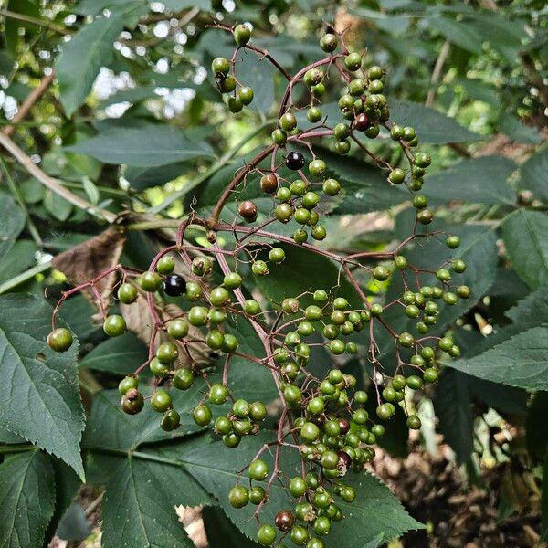 Sambucus canadensis ᱡᱚ