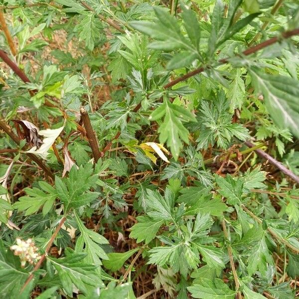 Artemisia vulgaris Liść