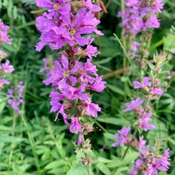 Lythrum salicaria Flors