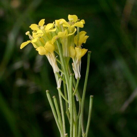 Erysimum virgatum Други