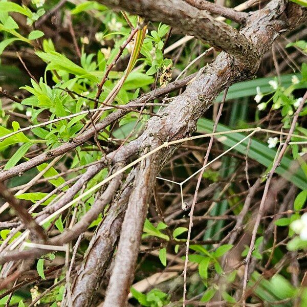 Spiraea thunbergii Azala