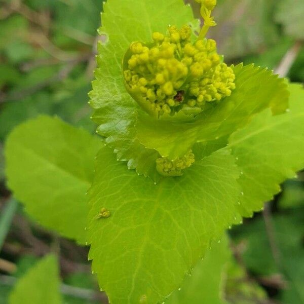 Smyrnium perfoliatum ഇല