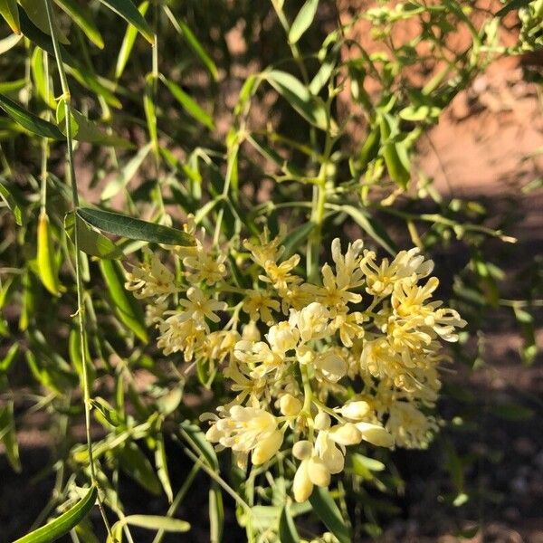 Moringa drouhardii Kukka