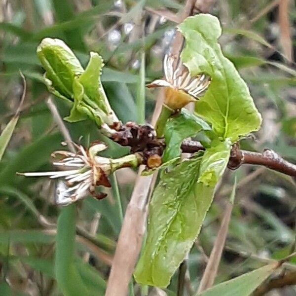 Prunus salicina Leaf