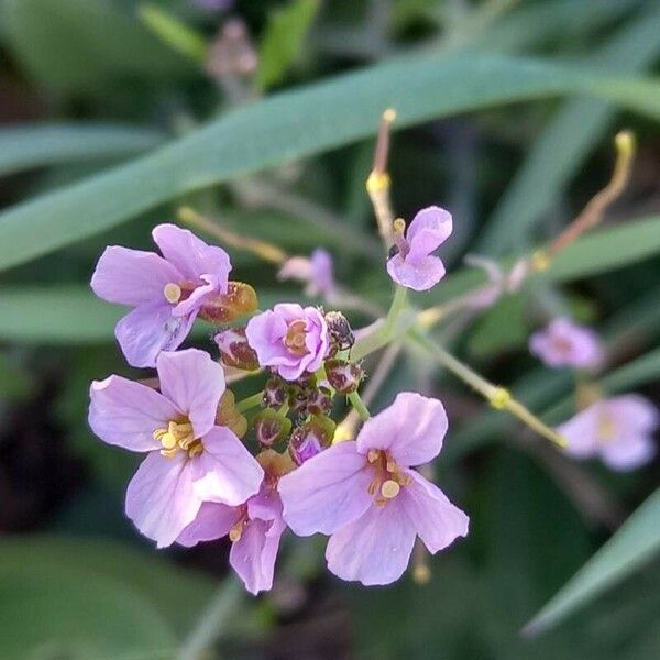 Arabidopsis arenosa Virág