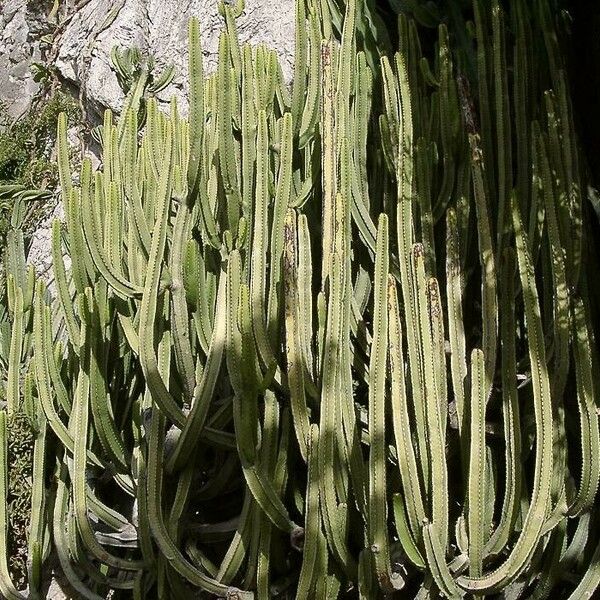 Euphorbia canariensis Habit