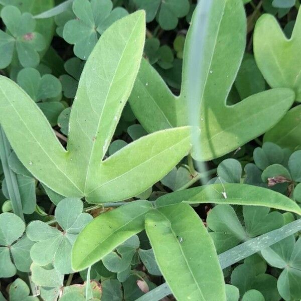 Passiflora suberosa Yaprak