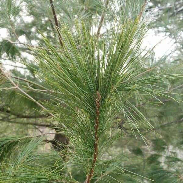 Pinus strobus পাতা