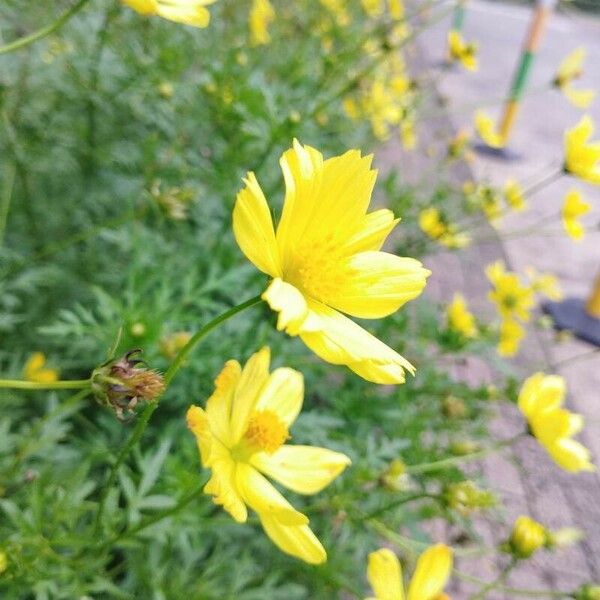 Cosmos caudatus Lorea