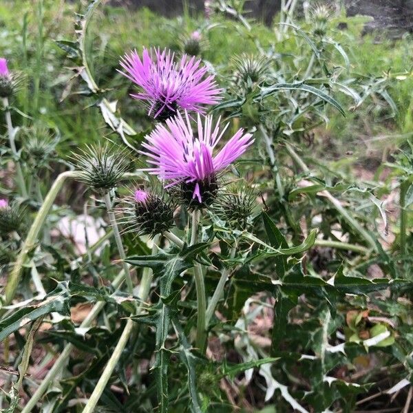 Galactites tomentosus Leaf