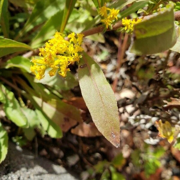 Solidago nemoralis Leaf