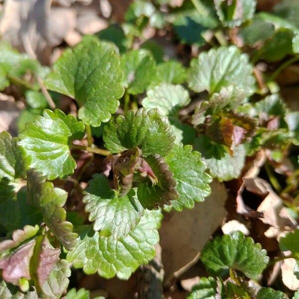 Glechoma hederacea Liść