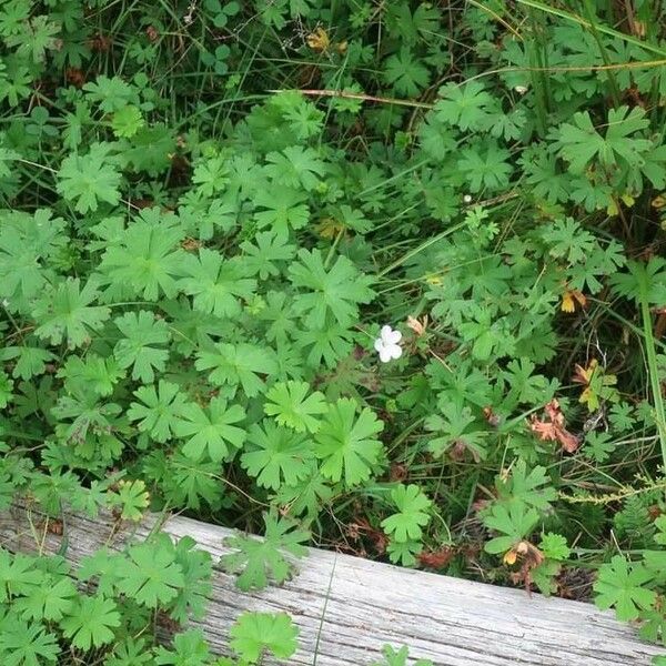 Geranium maculatum 葉