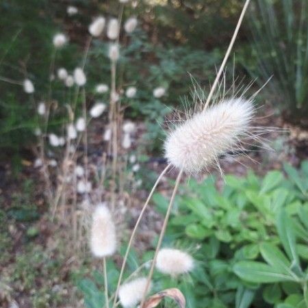 Lagurus ovatus Flower