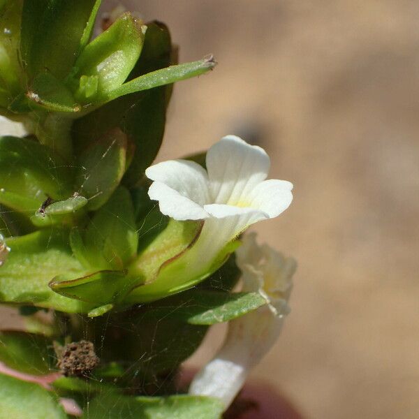 Bacopa crenata Flower