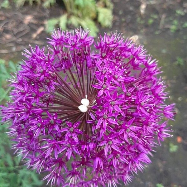 Allium giganteum Cvet