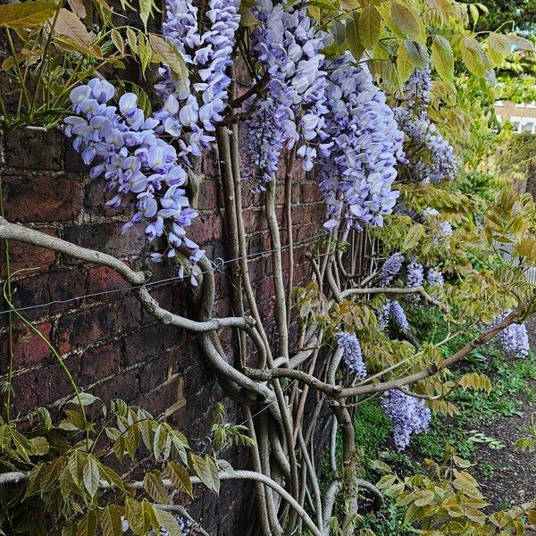 Wisteria floribunda Hábitos