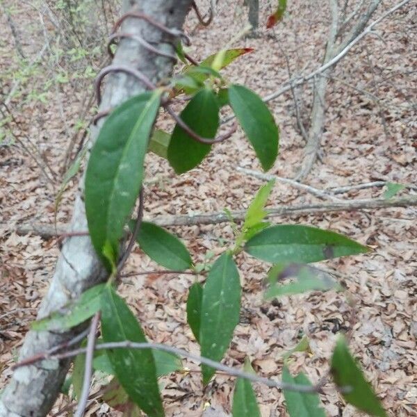 Gelsemium sempervirens 叶