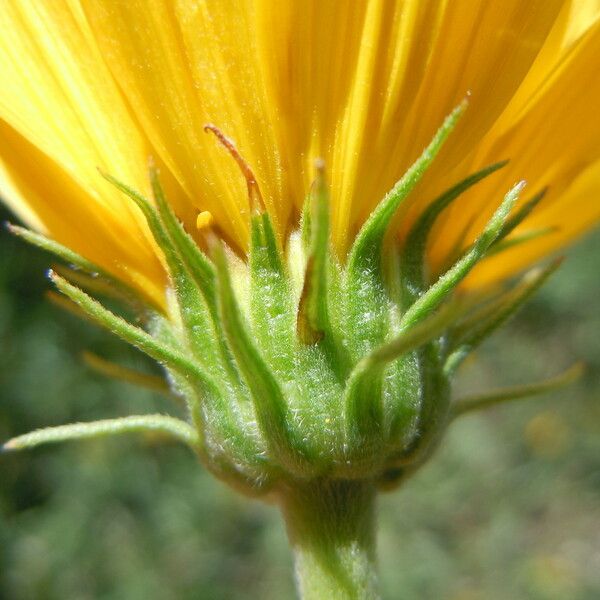 Helianthus maximiliani ফুল