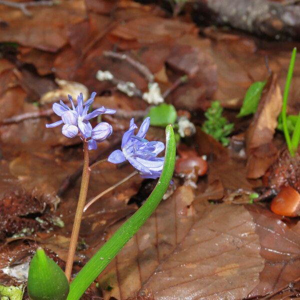 Scilla bifolia 花