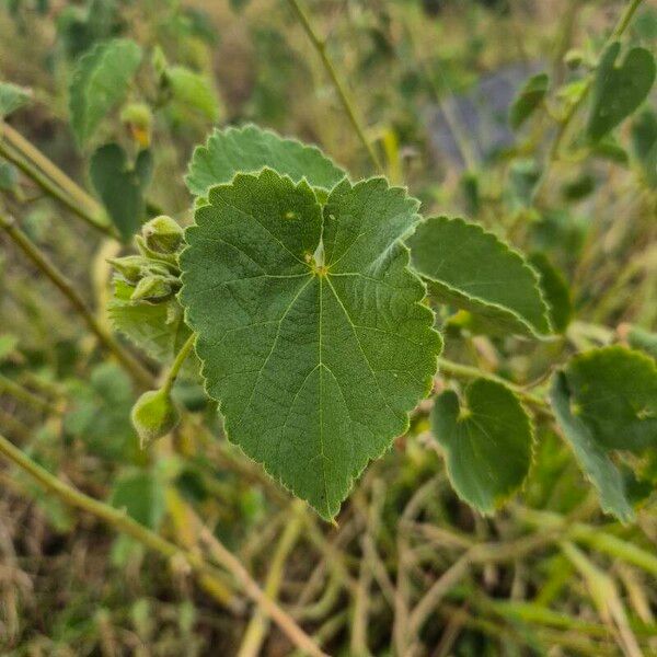 Abutilon hirtum Листок