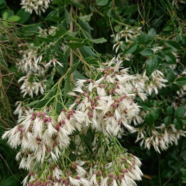 Baccharis halimifolia Цвят