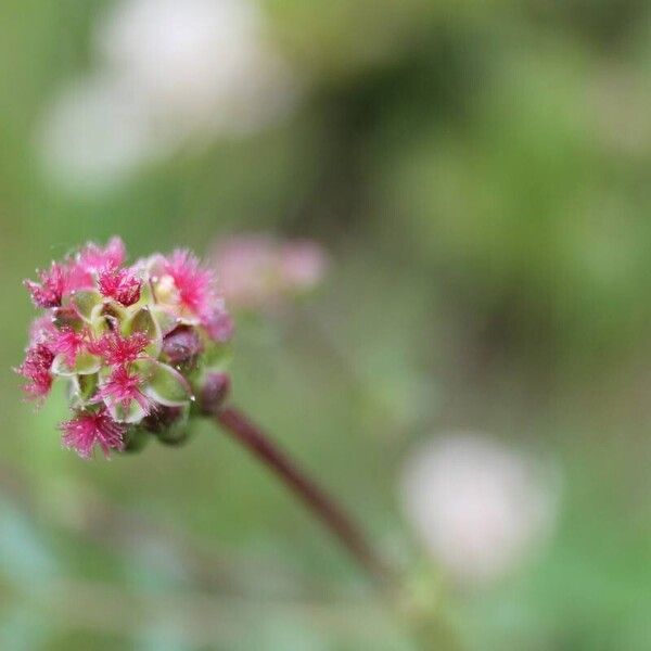 Sanguisorba minor Квітка