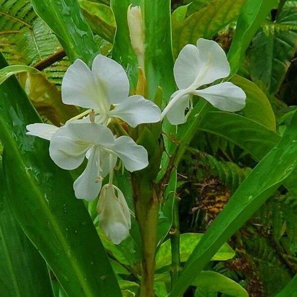 Hedychium coronarium Blomma