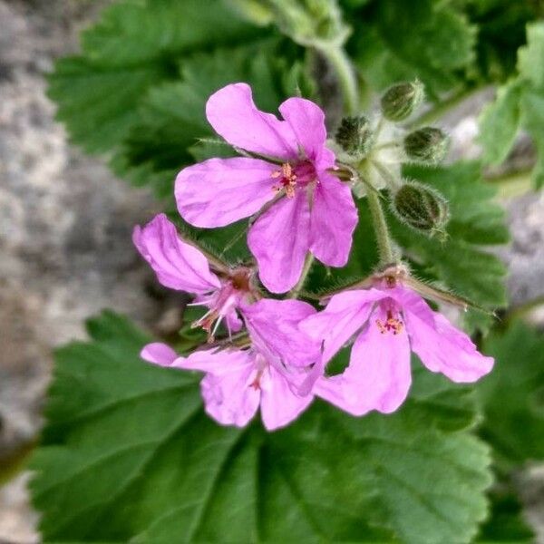 Erodium malacoides Blüte