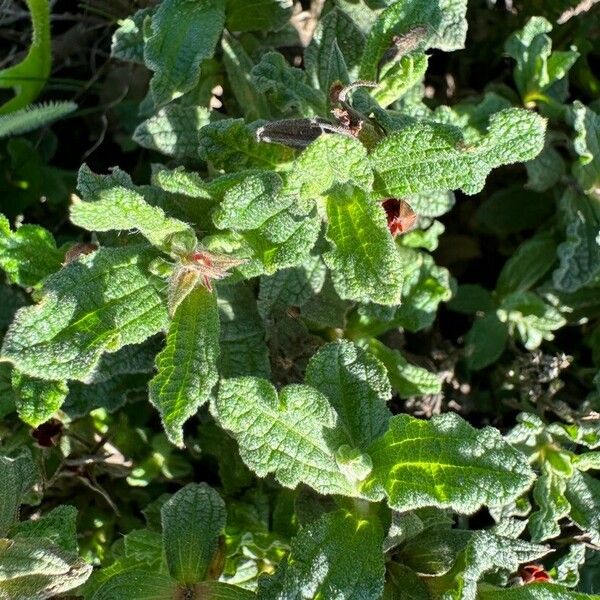 Cistus crispus Blatt