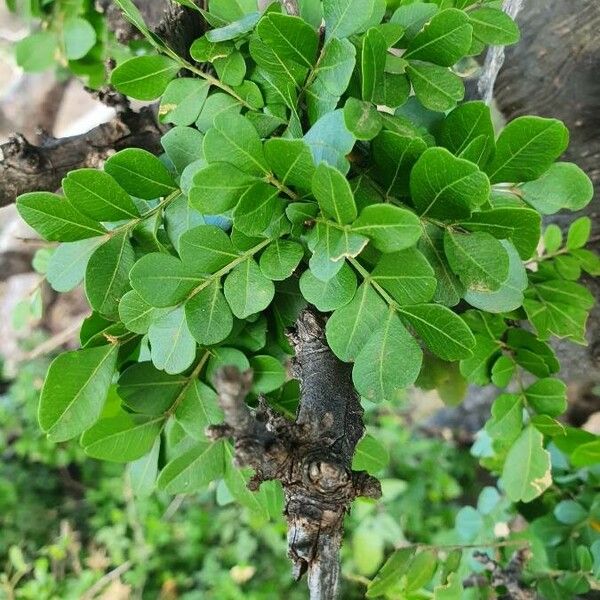 Haplocoelum foliolosum ഇല
