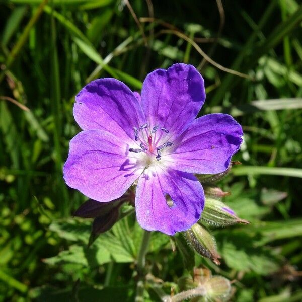 Geranium sylvaticum Flower