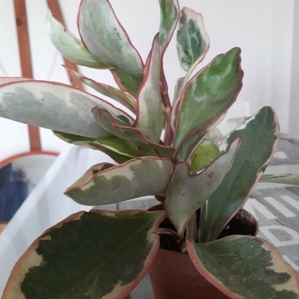 Peperomia tricolor Blad